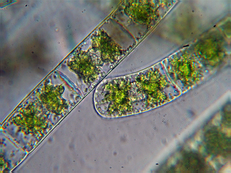 Alga